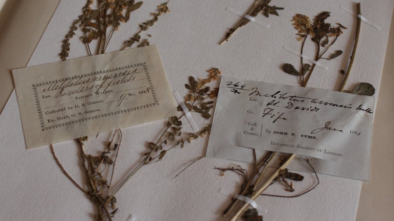 A well-presented example of a herbarium sheet, with pressed plants mounted neatly onto a white page in a book, labelled with neat cursive writing.